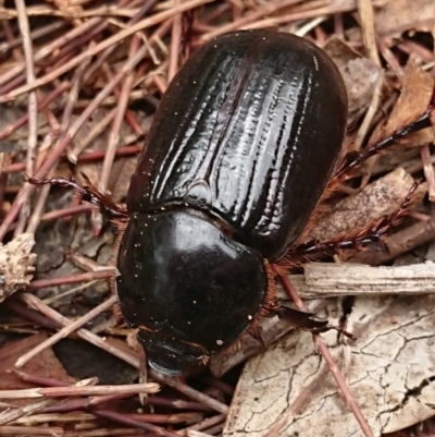 Dynastinae (subfamily) (Unidentified rhinoceros or elephant beetle) at Evatt, ACT - 14 Mar 2020 by DerekC