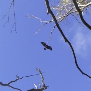 Aquila audax at Michelago, NSW - 31 Jan 2010 07:45 AM