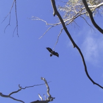Aquila audax (Wedge-tailed Eagle) at Illilanga & Baroona - 30 Jan 2010 by Illilanga