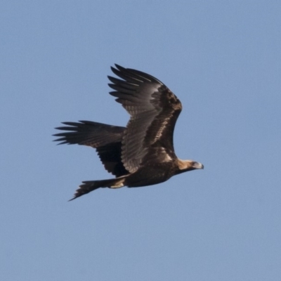 Aquila audax (Wedge-tailed Eagle) at Michelago, NSW - 25 Feb 2011 by Illilanga