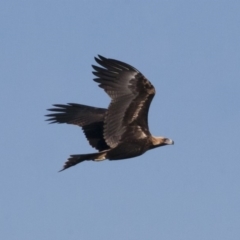 Aquila audax (Wedge-tailed Eagle) at Michelago, NSW - 25 Feb 2011 by Illilanga