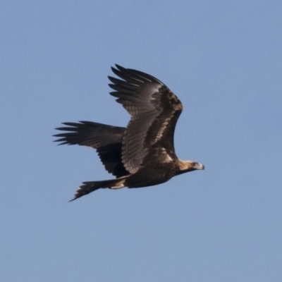 Aquila audax (Wedge-tailed Eagle) at Illilanga & Baroona - 25 Feb 2011 by Illilanga
