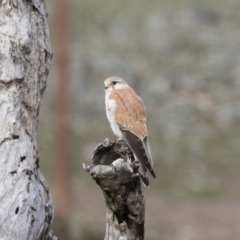 Falco cenchroides (Nankeen Kestrel) at Michelago, NSW - 5 Oct 2019 by Illilanga