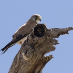 Falco cenchroides (Nankeen Kestrel) at Michelago, NSW - 7 Oct 2019 by Illilanga