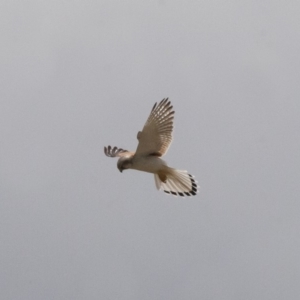 Falco cenchroides at Michelago, NSW - 7 Nov 2011