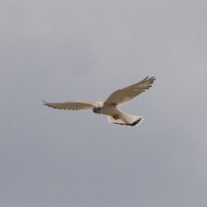 Falco cenchroides at Michelago, NSW - 7 Nov 2011