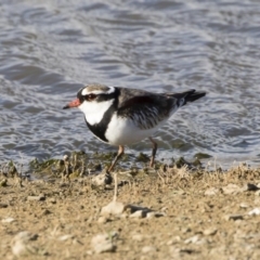 Charadrius melanops (Black-fronted Dotterel) at Illilanga & Baroona - 7 Sep 2019 by Illilanga