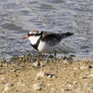 Charadrius melanops at Michelago, NSW - 7 Sep 2019 04:06 PM