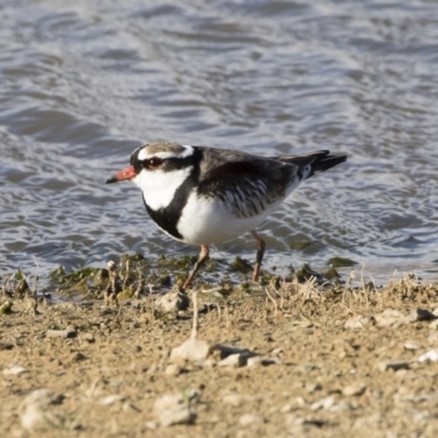Charadrius melanops (Black-fronted Dotterel) at Michelago, NSW - 7 Sep 2019 by Illilanga
