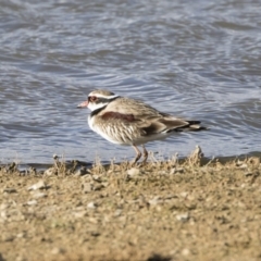 Charadrius melanops at Michelago, NSW - 7 Sep 2019 04:06 PM