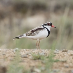 Charadrius melanops (Black-fronted Dotterel) at Illilanga & Baroona - 3 Nov 2019 by Illilanga