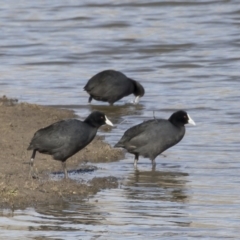 Fulica atra (Eurasian Coot) at Michelago, NSW - 22 Jun 2019 by Illilanga
