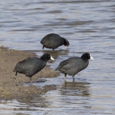 Fulica atra (Eurasian Coot) at Michelago, NSW - 22 Jun 2019 by Illilanga