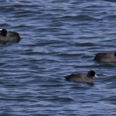 Fulica atra (Eurasian Coot) at Michelago, NSW - 29 Jul 2017 by Illilanga