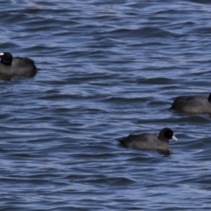 Fulica atra at Michelago, NSW - 29 Jul 2017