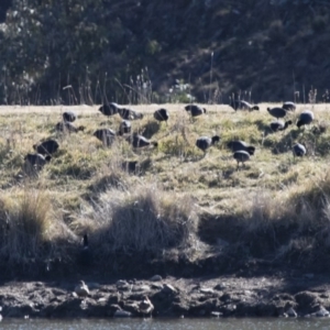 Fulica atra at Michelago, NSW - 29 Jul 2017