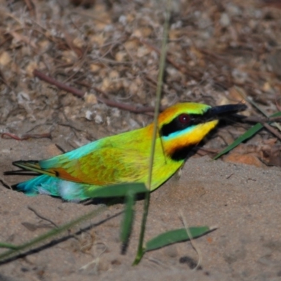 Merops ornatus (Rainbow Bee-eater) at Wee Jasper, NSW - 13 Dec 2009 by Harrisi