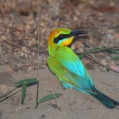 Merops ornatus at Wee Jasper, NSW - 13 Dec 2009