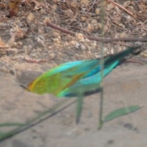 Merops ornatus at Wee Jasper, NSW - 13 Dec 2009