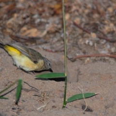 Merops ornatus at Wee Jasper, NSW - 13 Dec 2009