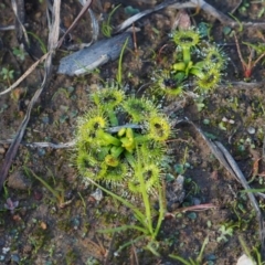 Drosera (genus) (A Sundew) at Dunlop, ACT - 14 May 2020 by Rheardy