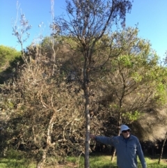 Banksia integrifolia subsp. integrifolia (Coast Banksia) at North Tura Coastal Reserve - 14 May 2020 by Carine