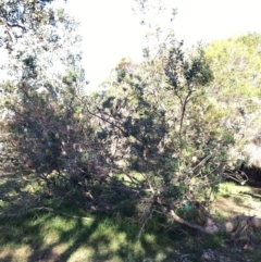 Banksia integrifolia subsp. integrifolia (Coast Banksia) at North Tura Coastal Reserve - 14 May 2020 by Carine