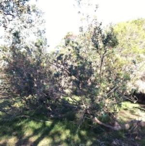 Banksia integrifolia subsp. integrifolia at North Tura - 14 May 2020