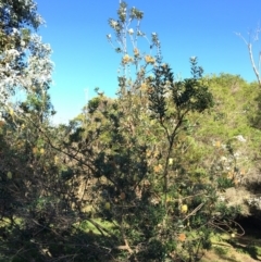 Banksia integrifolia subsp. integrifolia at North Tura - 14 May 2020 01:14 PM