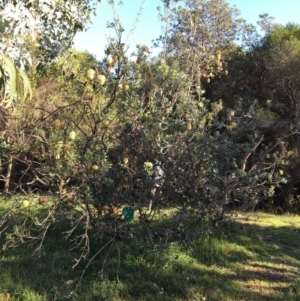 Banksia integrifolia subsp. integrifolia at North Tura - 14 May 2020 01:14 PM