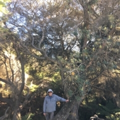 Banksia integrifolia subsp. integrifolia (Coast Banksia) at North Tura Coastal Reserve - 14 May 2020 by Carine