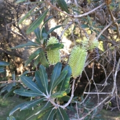 Banksia integrifolia subsp. integrifolia at Tura Beach, NSW - 14 May 2020 01:09 PM