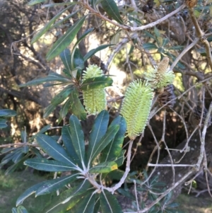 Banksia integrifolia subsp. integrifolia at Tura Beach, NSW - 14 May 2020