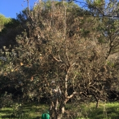 Banksia integrifolia subsp. integrifolia (Coast Banksia) at North Tura Coastal Reserve - 14 May 2020 by Carine