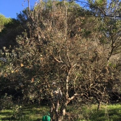 Banksia integrifolia subsp. integrifolia (Coast Banksia) at North Tura - 14 May 2020 by Carine