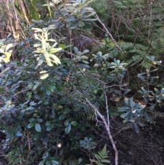 Banksia integrifolia subsp. integrifolia (Coast Banksia) at North Tura Coastal Reserve - 14 May 2020 by Carine