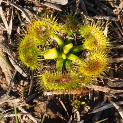 Drosera (genus) (A Sundew) at Hackett, ACT - 14 May 2020 by Rheardy