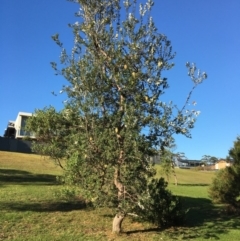 Banksia integrifolia subsp. integrifolia (Coast Banksia) at Tura Beach, NSW - 14 May 2020 by Carine