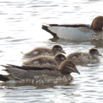 Chenonetta jubata (Australian Wood Duck) at Gordon, ACT - 9 Apr 2015 by MichaelBedingfield