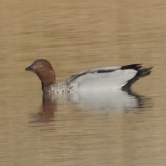 Chenonetta jubata (Australian Wood Duck) at Greenway, ACT - 21 Jan 2020 by michaelb