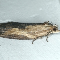 Cryptoptila immersana at Ainslie, ACT - 14 May 2020