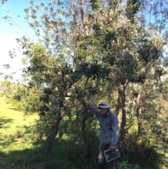 Banksia integrifolia subsp. integrifolia (Coast Banksia) at North Tura - 14 May 2020 by Carine