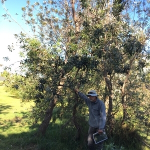 Banksia integrifolia subsp. integrifolia at North Tura - 14 May 2020