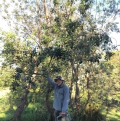 Banksia integrifolia subsp. integrifolia at North Tura - 14 May 2020 02:27 PM