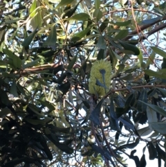 Banksia integrifolia subsp. integrifolia at North Tura - 14 May 2020