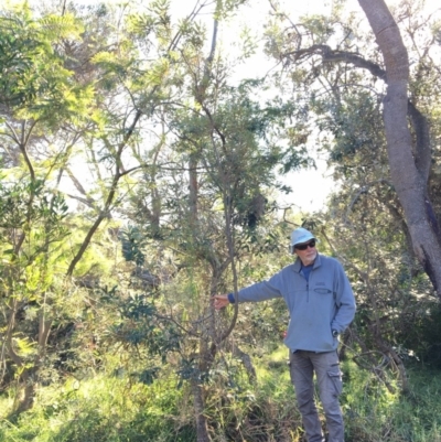 Banksia integrifolia subsp. integrifolia (Coast Banksia) at North Tura Coastal Reserve - 14 May 2020 by Carine