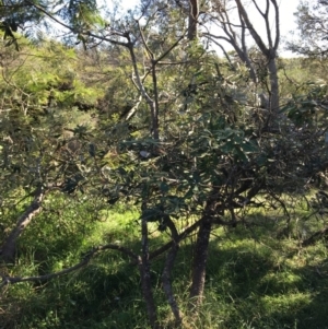 Banksia integrifolia subsp. integrifolia at North Tura - 14 May 2020