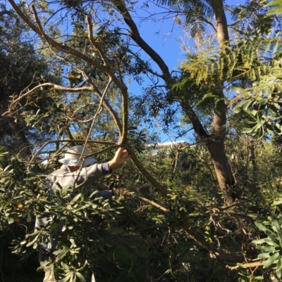 Banksia integrifolia subsp. integrifolia (Coast Banksia) at North Tura Coastal Reserve - 14 May 2020 by Carine