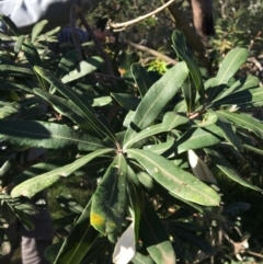 Banksia integrifolia subsp. integrifolia at Tura Beach, NSW - 14 May 2020