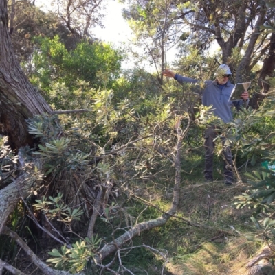 Banksia integrifolia subsp. integrifolia (Coast Banksia) at North Tura - 14 May 2020 by Carine